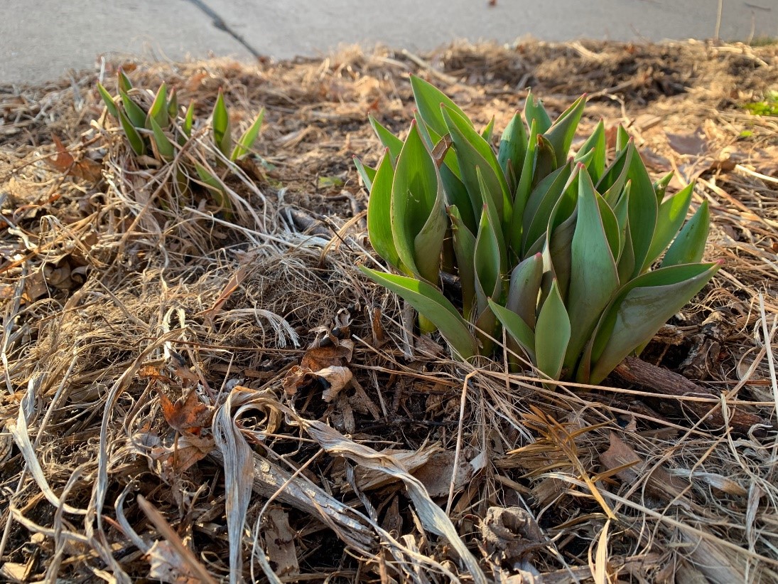 Tulips emerging